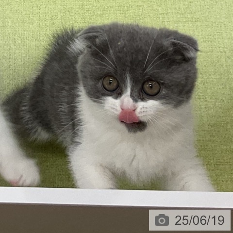 スコティッシュフォールドの写真