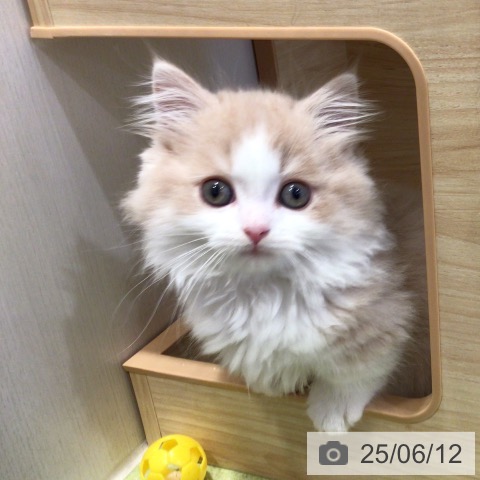 マンチカンの写真