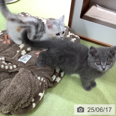 ブリティッシュショートヘアの写真