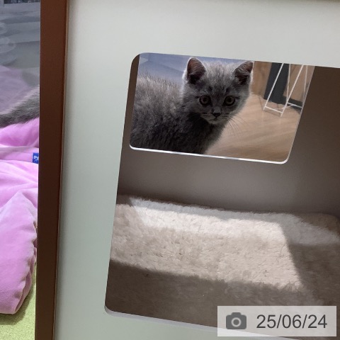 ブリティッシュショートヘアの写真