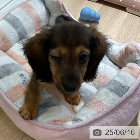 ミニチュア・ダックスフンドの写真