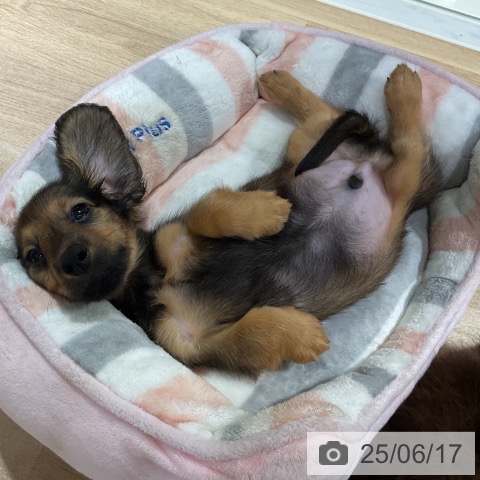 ミニチュア・ダックスフンドの写真