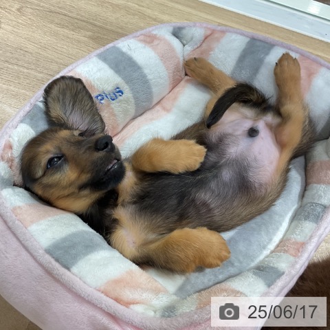 ミニチュア・ダックスフンドの写真