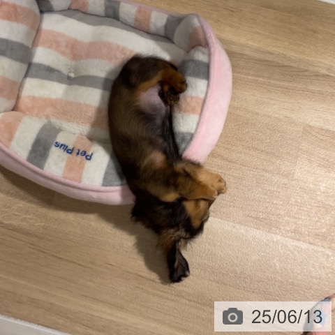 ミニチュア・ダックスフンドの写真