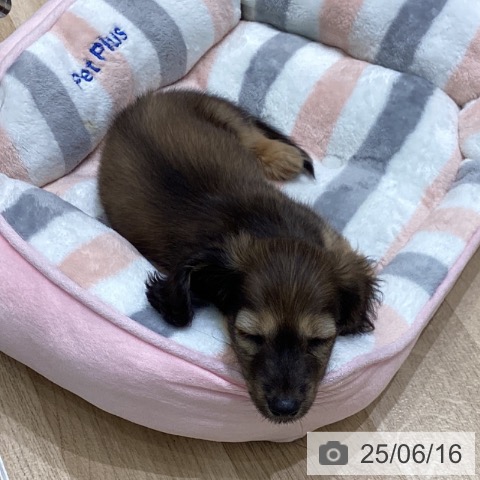 ミニチュア・ダックスフンドの写真