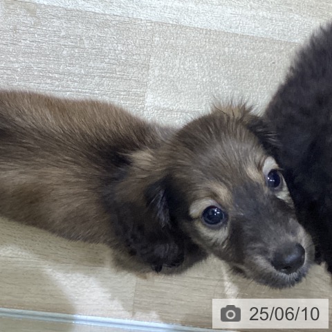ミニチュア・ダックスフンドの写真