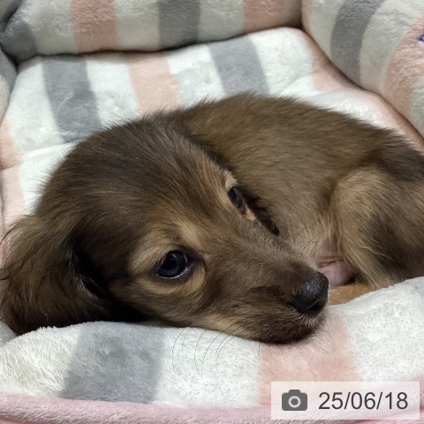 ミニチュア・ダックスフンドの写真