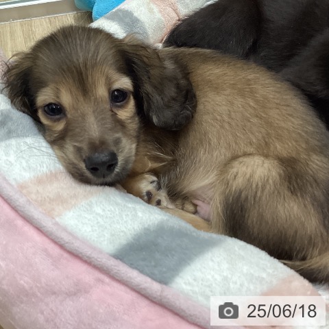 ミニチュア・ダックスフンドの写真