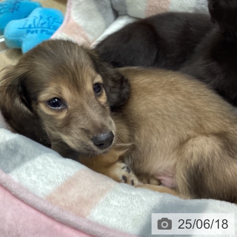 ミニチュア・ダックスフンドの写真