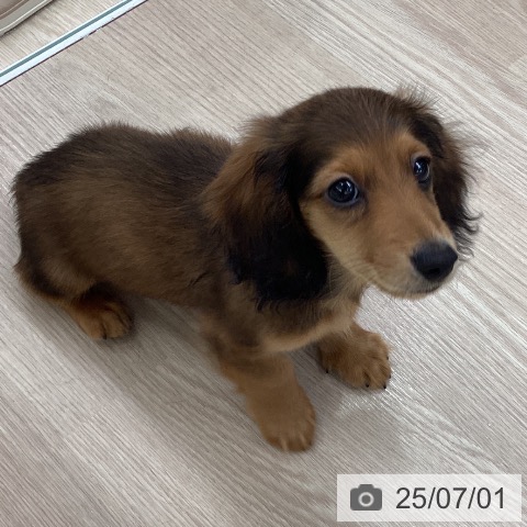 ミニチュア・ダックスフンドの写真