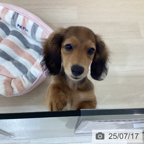 ミニチュア・ダックスフンドの写真