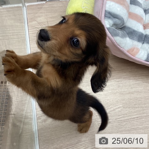 ミニチュア・ダックスフンドの写真