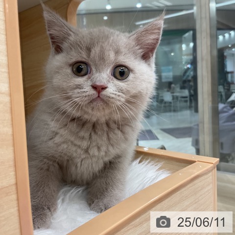 ブリティッシュショートヘアの写真