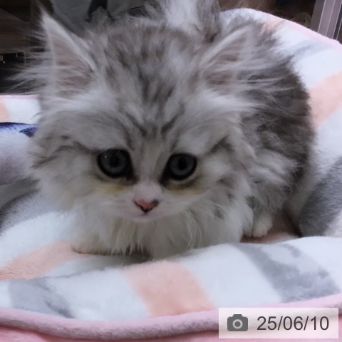 ミヌエットの写真