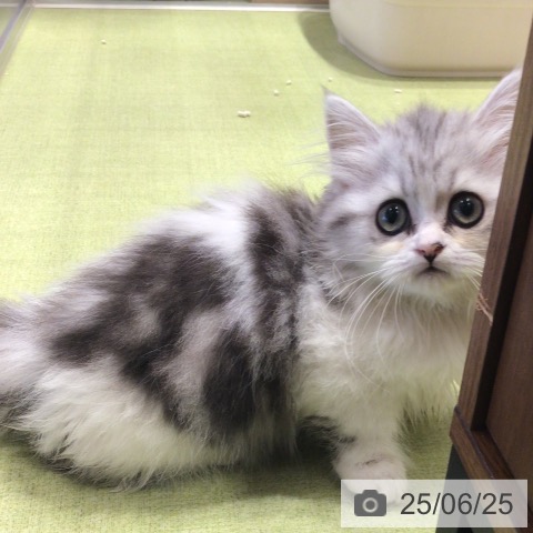 ミヌエットの写真