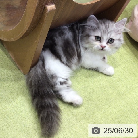 ミヌエットの写真