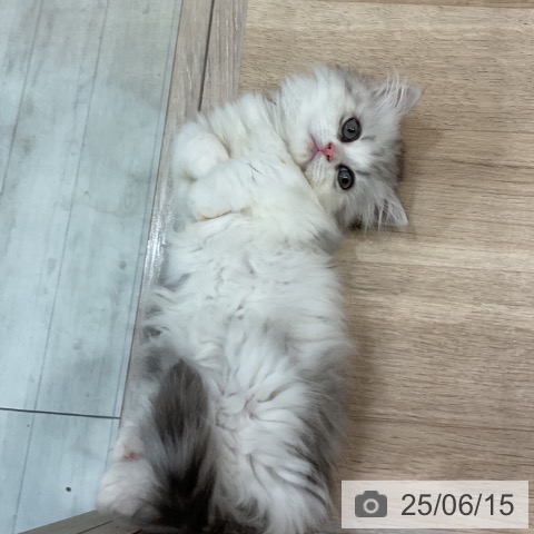 ミヌエットの写真