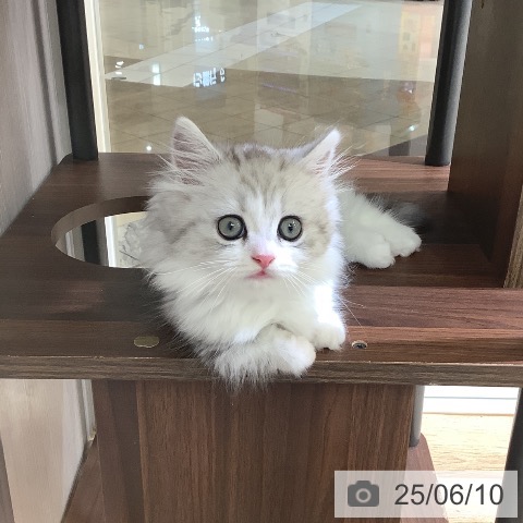 ミヌエットの写真