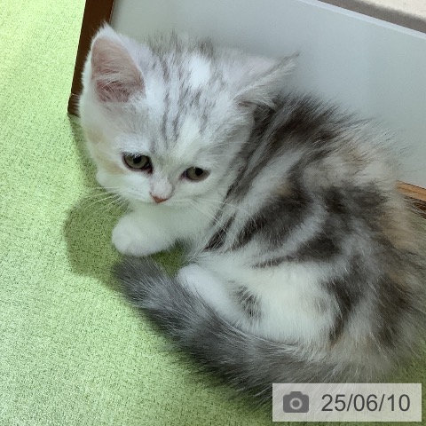 ミヌエットの写真