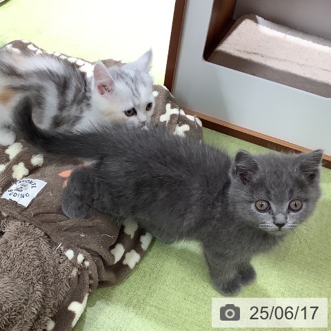 ミヌエットの写真