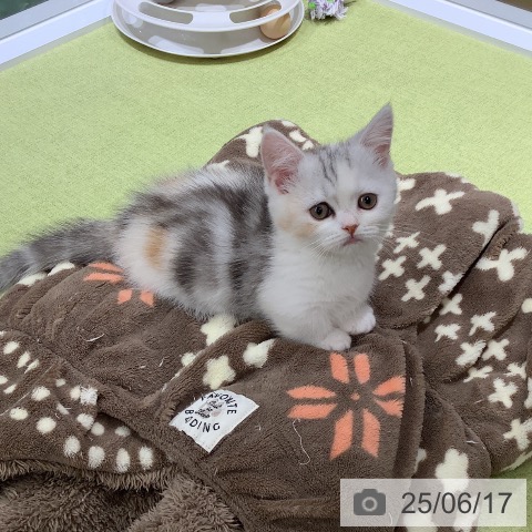 ミヌエットの写真
