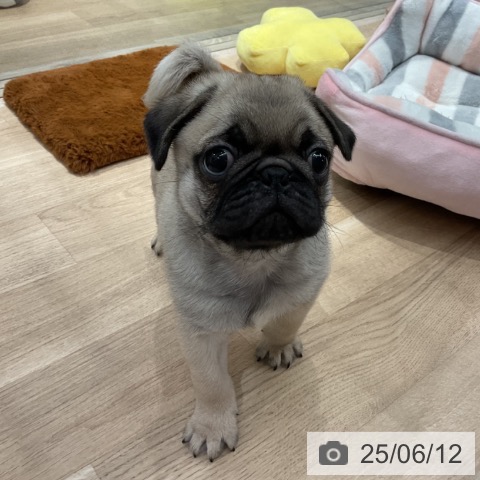 パグの写真
