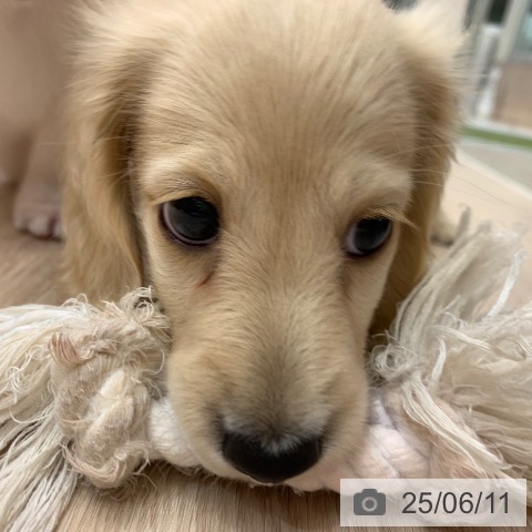 ミニチュア・ダックスフンドの写真