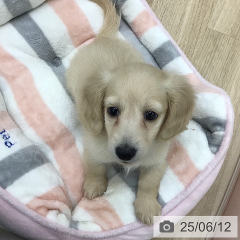 ミニチュア・ダックスフンドの写真