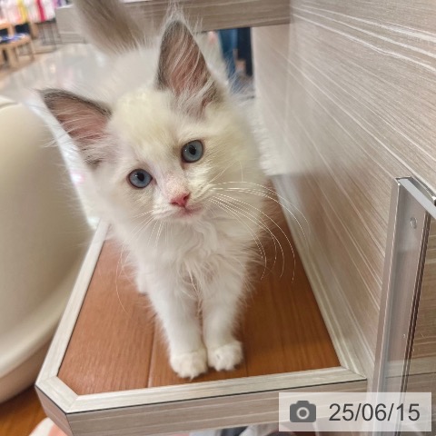 ラグドールの写真