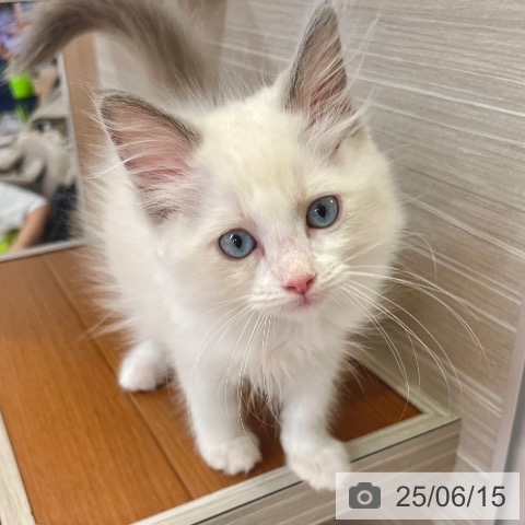 ラグドールの写真
