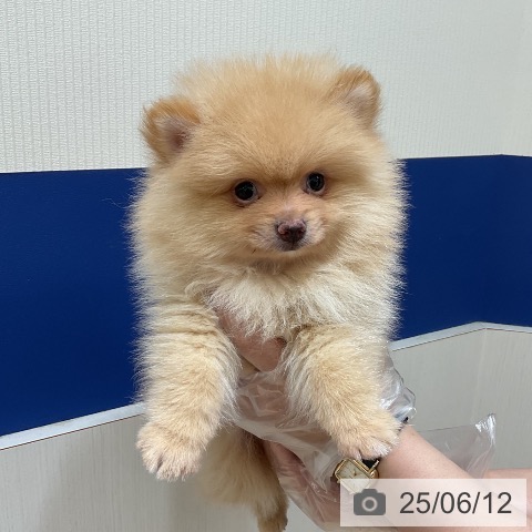 ポメラニアンの写真