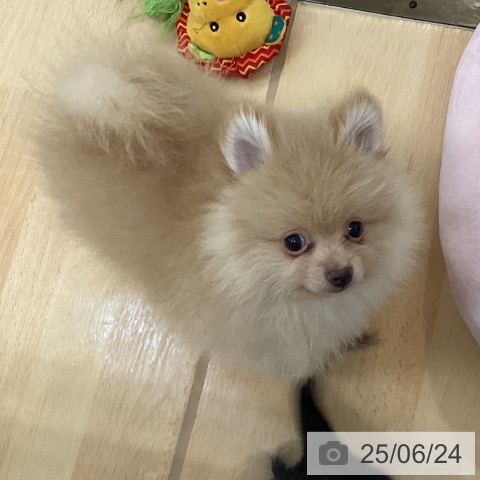 ポメラニアンの写真