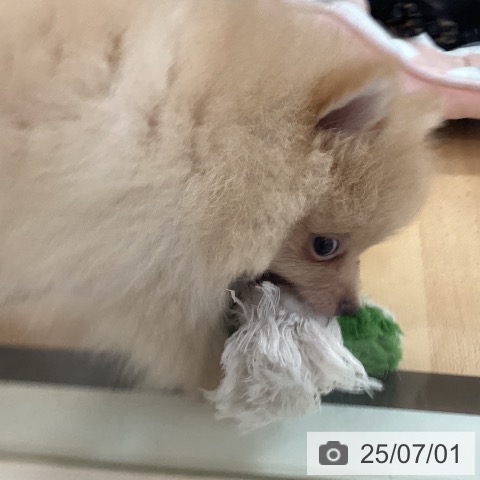 ポメラニアンの写真