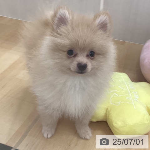 ポメラニアンの写真