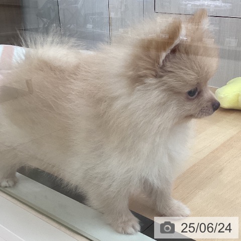 ポメラニアンの写真