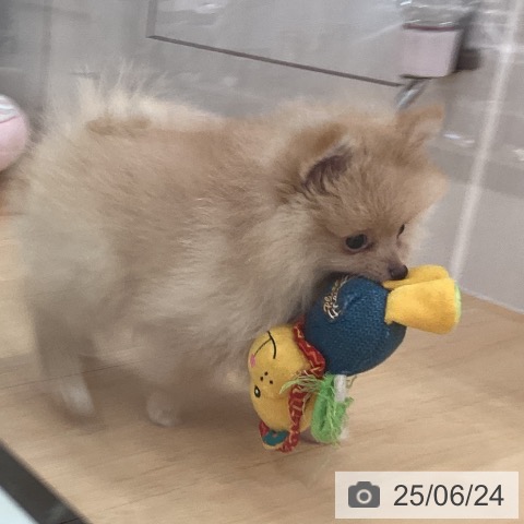 ポメラニアンの写真
