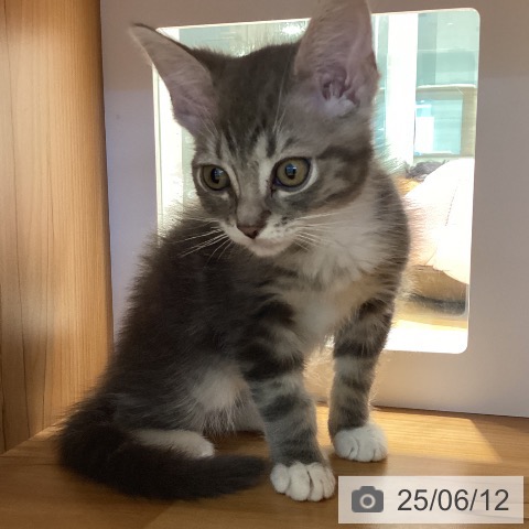 マンチカンの写真