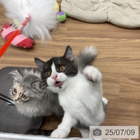 マンチカンの写真