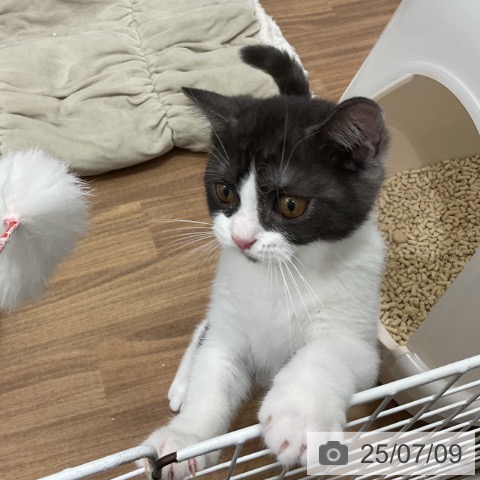 マンチカンの写真