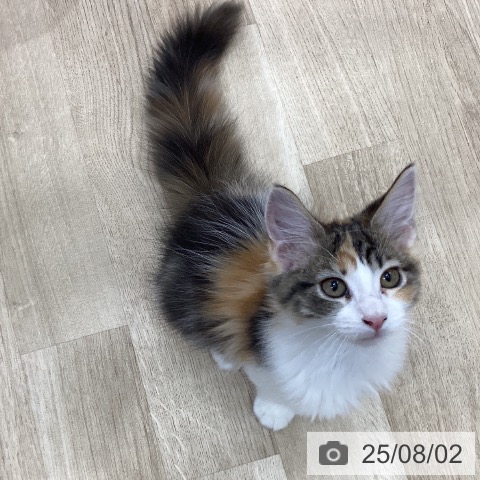 メインクーンの写真