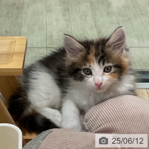 メインクーンの写真
