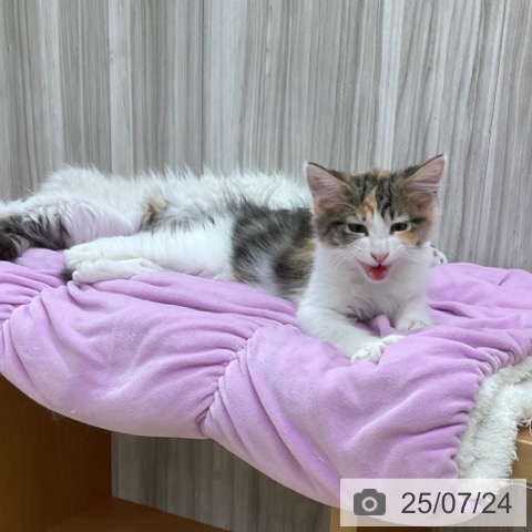 メインクーンの写真