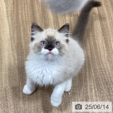 ラグドールの写真
