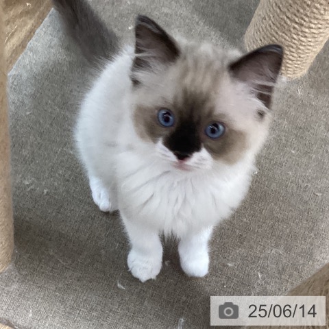 ラグドールの写真