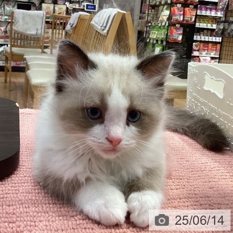 ラグドールの写真