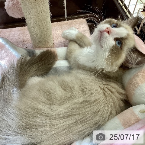 ラグドールの写真
