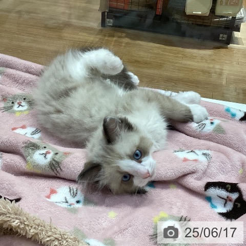 ラグドールの写真
