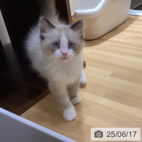 ラグドールの写真