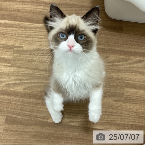 ラグドールの写真