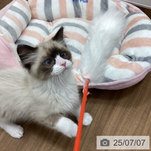 ラグドールの写真
